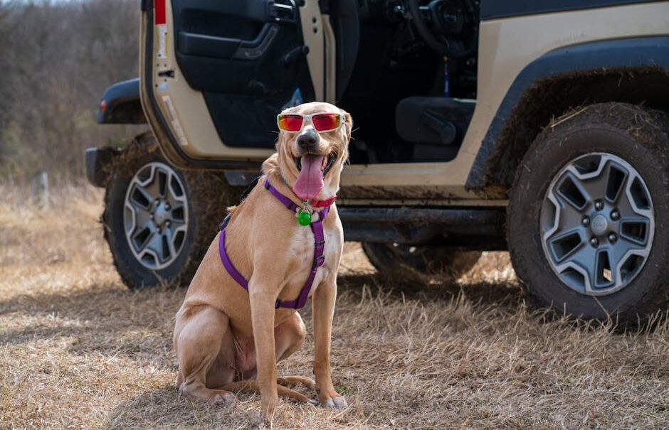 Finding the Best Pet Travel Accessories Online