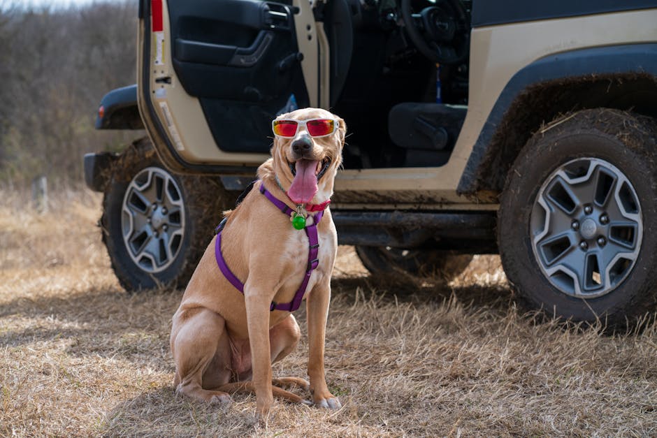Finding the Best Pet Travel Accessories Online